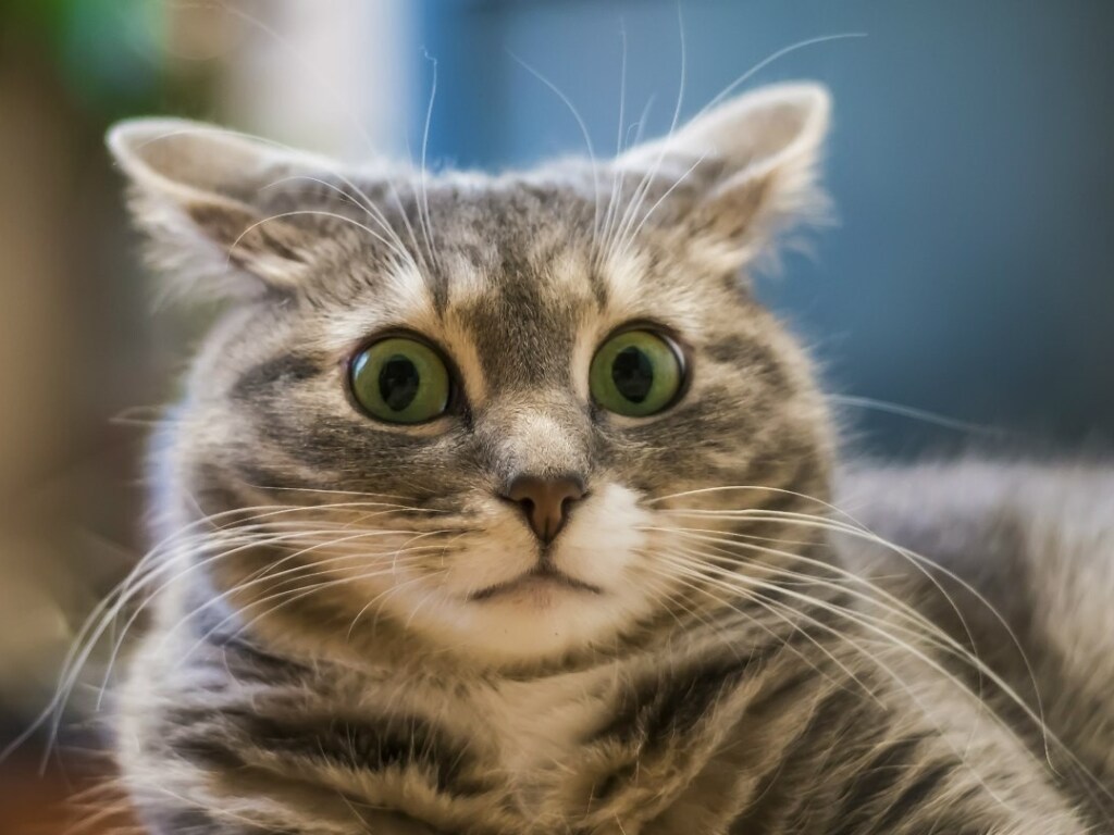 Кот